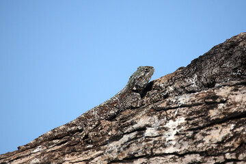 Atlasagame oder Blaukehlagame / Black-necked agama or Southern tree agama / Acanthocercus atricollis or Agama atricollis