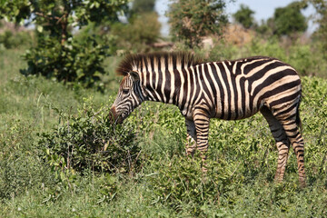 Obraz premium Steppenzebra / Burchell's zebra / Equus burchellii.