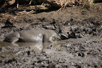 Warzenschwein / Warthog / Phacochoerus africanus