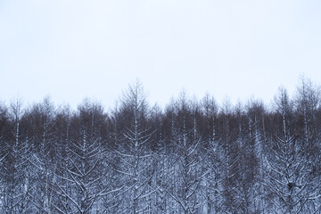冬と雪の自然風景イメージ