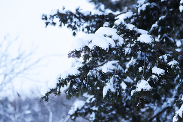 冬と雪の自然風景イメージ