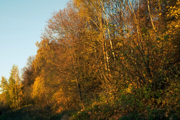 Fototapeta premium sunny evening in the forest