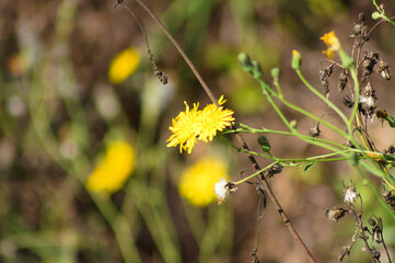Yellow perennial sowthistle in bloom close-p view with selective focus on foreground