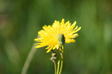 Yellow common sowthistle in bloom closeup view with green blurred background