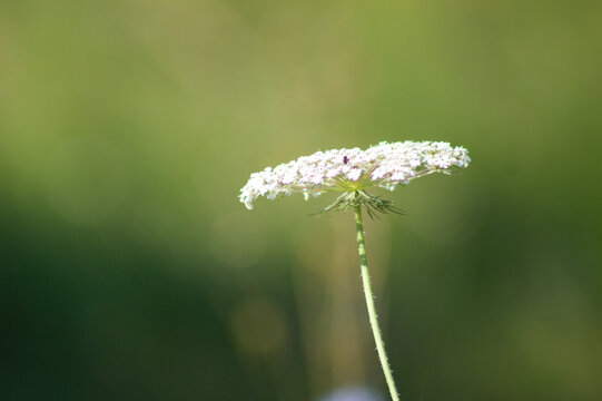 Wild carrot in bloom side closeup view with pastel green blurred background
