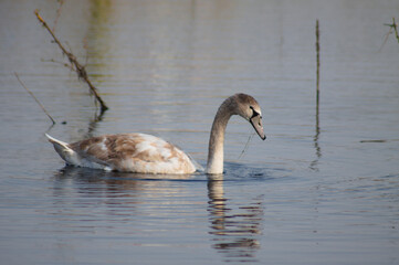 Young swan on autumnal lake closeup up with rippled reflections