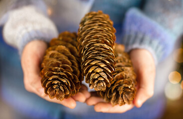 Girl in a blue sweater holds pine cones in her hands and shows them directly to the camera