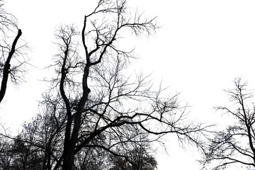 Bare tree branches isolated on a white