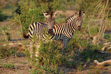 Steppenzebra / Burchell's zebra / Equus burchellii.