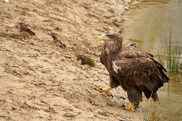 A hunting bald eagle walks with large strides over the sand to the water. Sharp nails in the claws. Detailed, yellow beak brown feathers