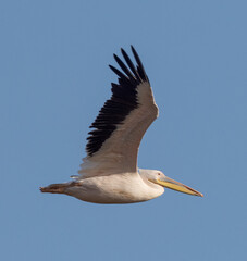 Big beautiful pelican flying on blue sky