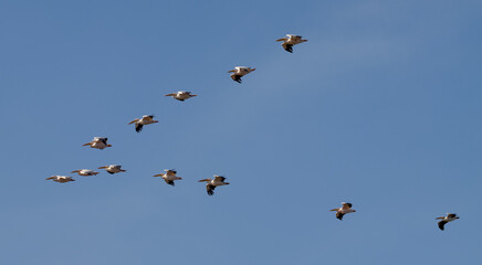 Big beautiful pelicans flying on blue sky