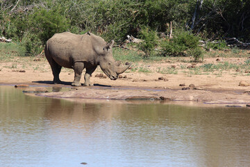 Breitmaulnashorn und Rotschnabel-Madenhacker / Square-lipped rhinoceros and Red-billed oxpecker /...