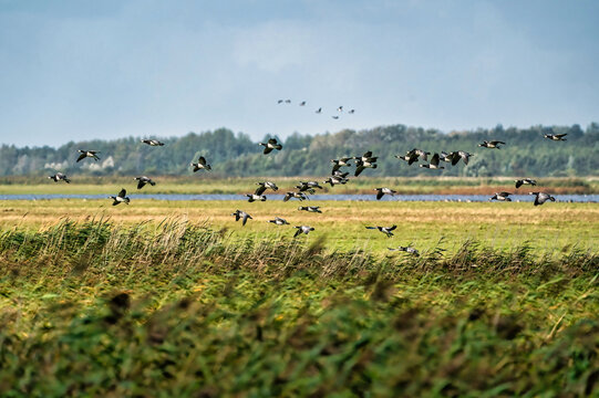 A flock of Barnacle Geese, Branta leucopsis, flying in a blue sky. Above grass and reeds in autumn. In their habitat