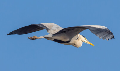 Closeup of a Great Blue Heron in flight against a blue sky background.