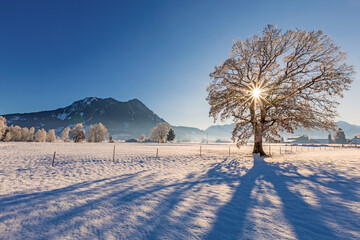 Allgäu - Burgberg - Baum - Winter - Frost - Grünten