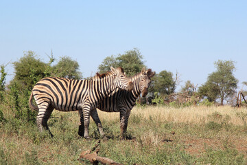 Steppenzebra / Burchell's zebra / Equus burchellii