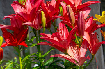Lilium represent love, ardor and affection for your loved ones, while orange lilies symbolize...