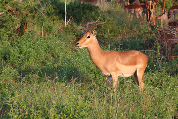 Schwarzfersenantilope / Impala / Aepyceros melampus