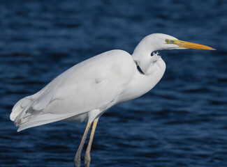 Ardea alba, common egret, large egret, great white egret, great white heron