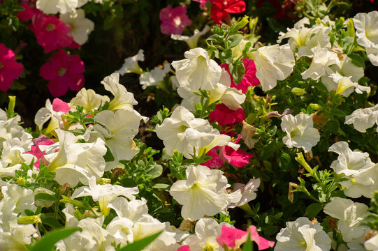 Tupi 이미지 찾아보기 570 스톡 사진, 벡터 및 비디오 Adobe Stock