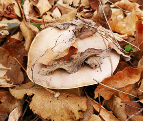 Mushroom growing on the ground in autumn.