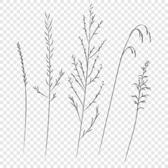 Field and meadow grasses, black contour line. Sketch of medicinal plants, vector drawing.