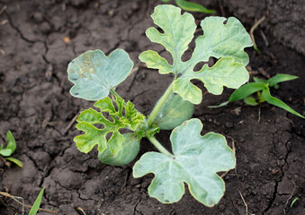 Small sprout of watermelon in the ground