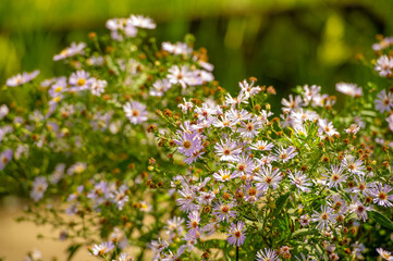 Aster alpinus (alpine aster) - grows in the mountains of Europe (including the Alps), with a subspecies native to Canada and the United States. having purple, pink, or blue flowers,