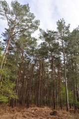 The Communal forest of Saint Pierre Les Elbeuf