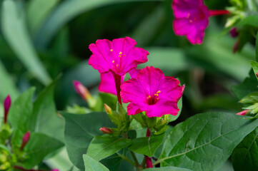 Mirabilis jalapa, the miracle of Peru or a four-hour flower, wonderful in Latin, and Jalapa - the capital of the state of Veracruz in Mexico City. grown by the Aztecs for medicinal purposes