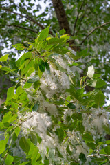 Poplar fluff is not to blame for allergies; it’s more a nuisance than a health hazard. He is going to snow drifts. An ideal urban tree, it absorbed four times more carbon dioxide than other species