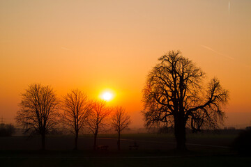 Fototapeta na wymiar Die Silhouetten von entlaubten Bäumen im späten Abendlicht der untergehenden Sonne