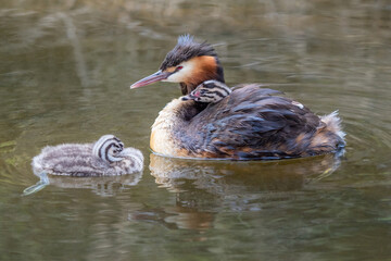 Great Crested Grebe With Chicks