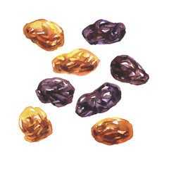 A set of dried grapes. Golden and dark seedless raisins. Delicious food, sweet dessert fruits. Color illustration isolated on a white background in watercolor technique.