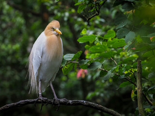 red crowned heron