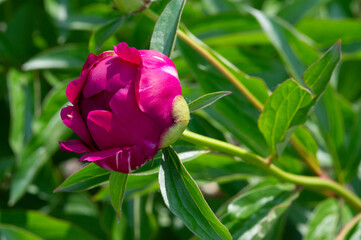 The peony or paeony They come from Asia, Europe and Western North America. They are one of the most popular garden plants in temperate regions. they are also sold as cut flowers on a large scale,