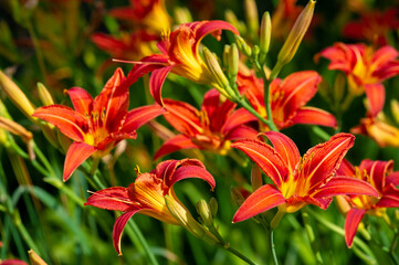 Lilium lancifolium - growing in China, Japan, Korea and the Far East of Russia. ornamental plant of orange-black flowers, which has become naturalized in many scattered places in eastern North America