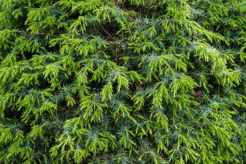 Foliage texture of Common juniper against blurred green background. Blurred background. Close-up of needles on branches of juniper. Selective focus. Nature concept for spring design.