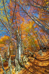 Fototapeta na wymiar Autumn photos of the Crimean peninsula, Beech hornbeam forests. Forests with a predominance of forest beech make up about 15-40% of forests in Europe. national parks reserves nature parks and reserves