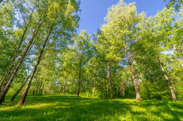 Fototapeta na wymiar Photo spring, pine, birch, mixed forest, forest road after the rain, wildflowers