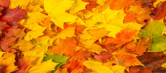 Naklejka na ściany i meble Autumn painting, Autumn maple leaves, different colors. Yellow, red, burgundy, green, orange,