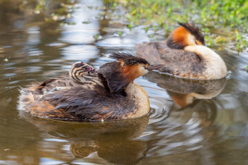 Great Crested Grebes With Chick