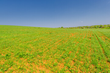 Fototapeta na wymiar Spring photography, young green wheat grows in the sun, a cereal plant that is the most important kind grown in temperate countries, the grain of which is ground to make flour for bread, pasta, etc