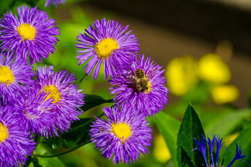 The name Aster comes from the Greek word ἀστήρ, which means the star, which means the shape of the flower head. Varieties are popular as garden plants because of their attractive and vibrant colors