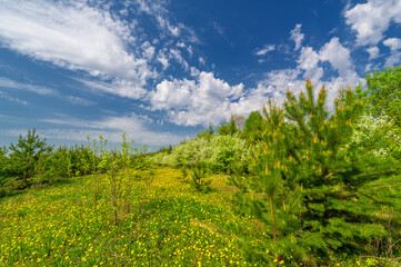 spring photo taken with a wide-angle lens, apple trees bloom in a pine forest, snow-white fruit...
