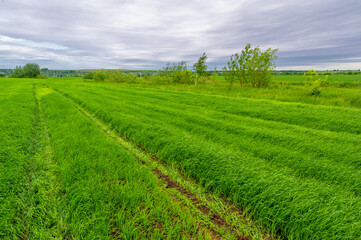 Fototapeta na wymiar Spring photography, landscape with a cloudy sky. Young wheat, green sprouts, cereals, as well as its grains, from which white flour is prepared
