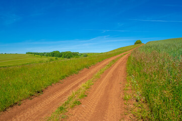 summer landscape, dirt road from black soil, blue cloudless sky, green wheat, a walk along the European part of the earth