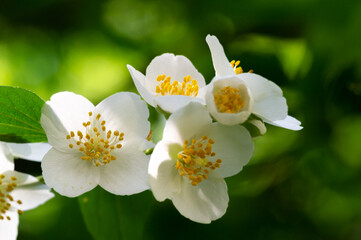 Jasmine, an Old World bush or a climbing plant with fragrant flowers used in perfumes or tea. It is...
