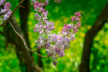 Syringa lilac is a flowering tree of the olive family Oleaceae, which grows in forests and shrubs from southeastern Europe to eastern Asia and is widely cultivated in temperate regions elsewhere